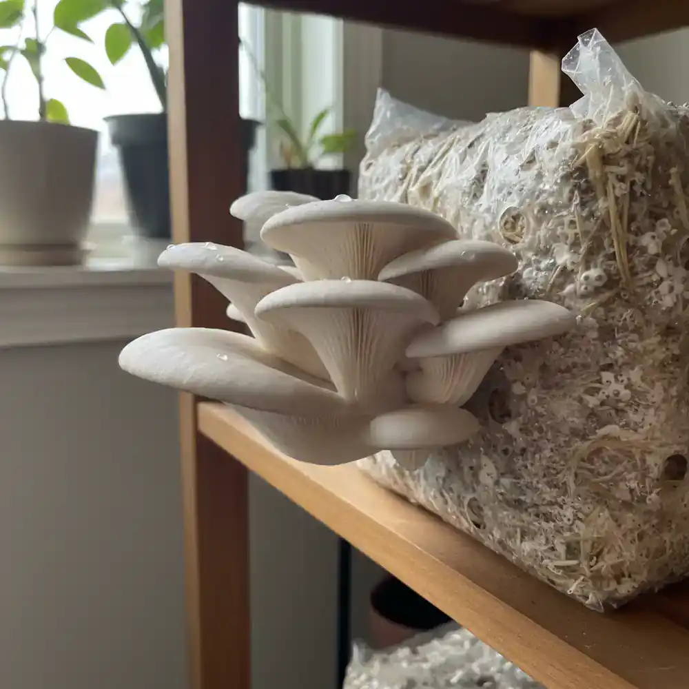 Close-up of growing pearl oyster mushrooms