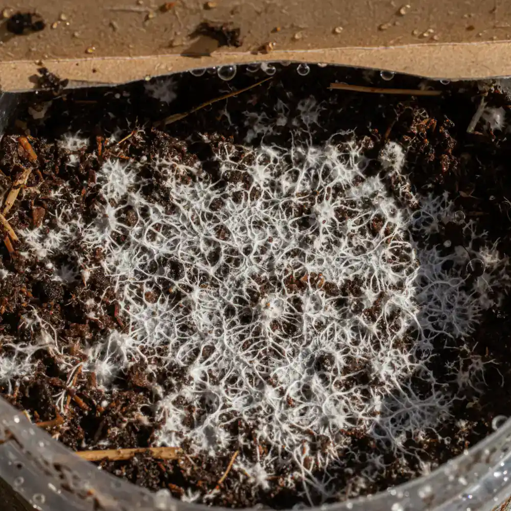 Macro view of white mushroom mycelium on substrate